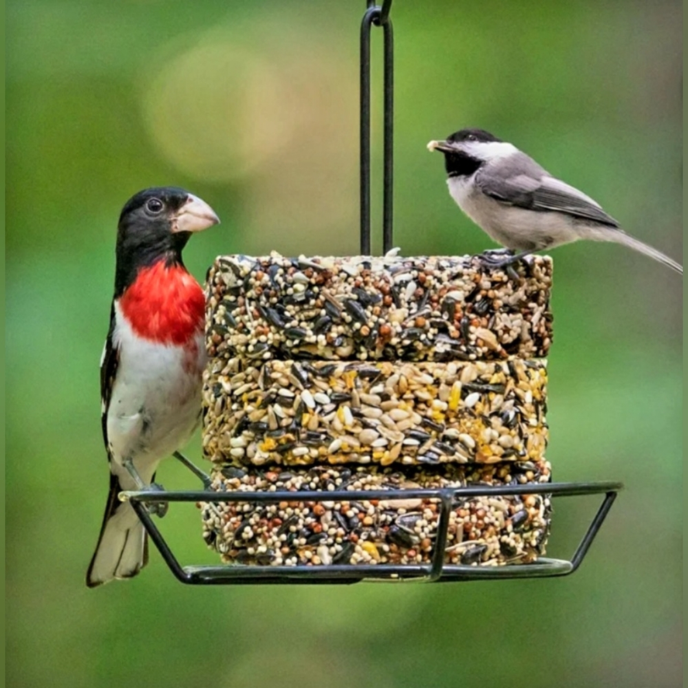 Audubon Park Snack Stack Bird Feeder